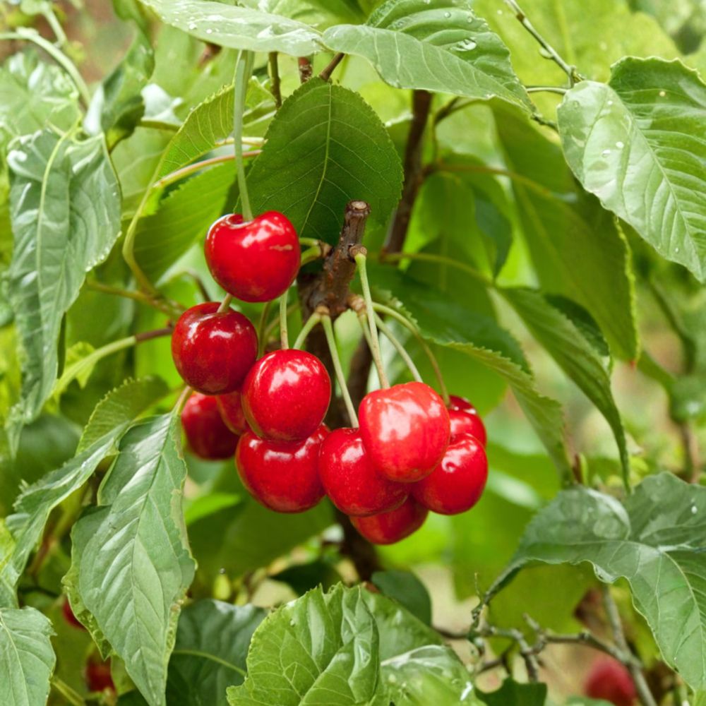 Red Bush Cherry Plant – Live Rooted Tart Cherry Shrub | JOY, JOEL, JAN Varieties | Zones 3–8