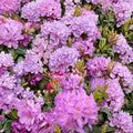 Rhododendron ‘Purpureum Elegans’ – Live Evergreen Shrub with Lavender Purple Blooms, 12–15 Inches Tall