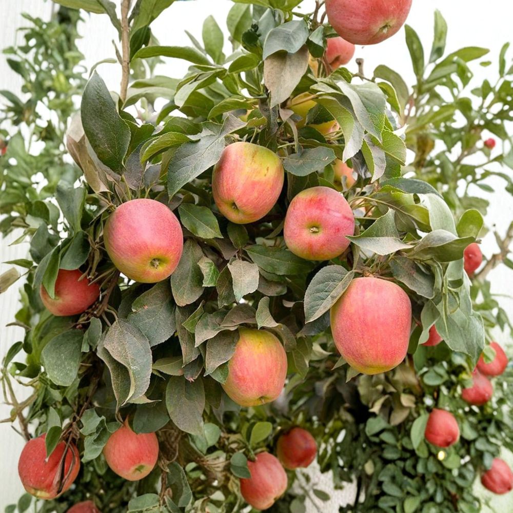 Apple Babe Dwarf Apple Tree – Malus domestica Bare Root | 32–36 Inches Tall | Sweet Crisp Red Apples