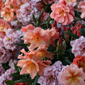 Rhododendron ‘Kaitlyn’s Delight’ Live Evergreen Shrub | Orange Blooms | Compact Hardy Rhododendron in #2 Container