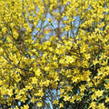 Winter Jasmine Jasminum nudiflorum Live Plant in 1 Gallon Pot | Early Yellow Blooming Vine