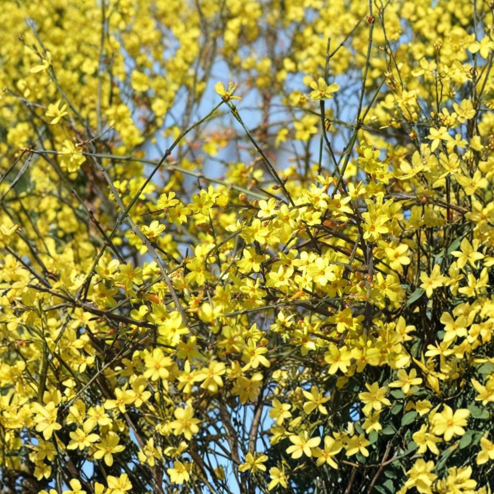 Winter Jasmine Jasminum nudiflorum Live Plant in 1 Gallon Pot | Early Yellow Blooming Vine