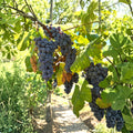 Steuben Table Grape Plant – Cold Hardy Japanese Tsuruta Steuben Grape Vine