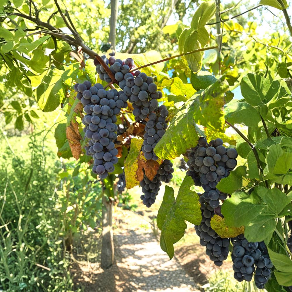 Steuben Table Grape Plant – Cold Hardy Japanese Tsuruta Steuben Grape Vine