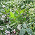 Southern Gentleman Winterberry Holly - Male Pollinator Shrub in 4 Inch Pot | Ilex verticillata