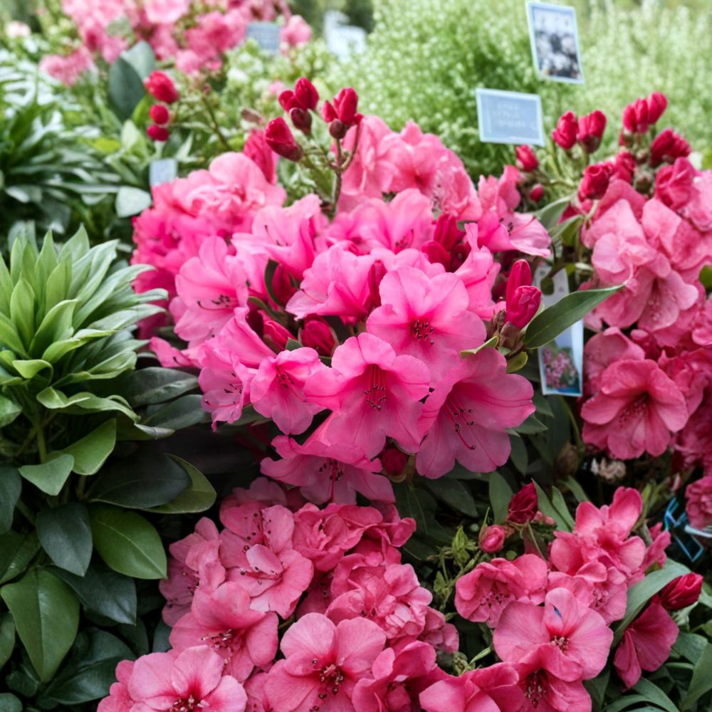 Rhododendron ‘Kimbeth’ – Dwarf Evergreen Shrub with Rose Pink Bell-Shaped Blooms in #3 Container