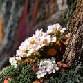 Rock Jasmine Alpine Seeds – Androsace alpina | 50 Seeds | Cold Hardy Alpine Ground Cover