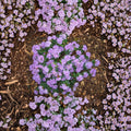 Rhododendron ‘Ramapo’ Live Evergreen Shrub | Compact Purple Blooming, Cold Hardy Dwarf Plant