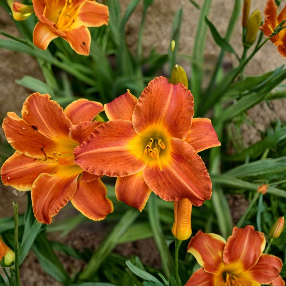 Bright Sunset Daylily - 3 Live Bare Root Plants | Fragrant Orange Hemerocallis Perennial