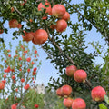 Tunisian Soft-Seed Pomegranate Plant – Punica granatum Live Fruit Plant | Nearly Seedless Sweet Juicy Pomegranate