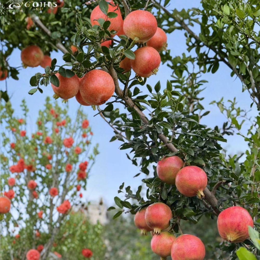 Tunisian Soft-Seed Pomegranate Plant – Punica granatum Live Fruit Plant | Nearly Seedless Sweet Juicy Pomegranate