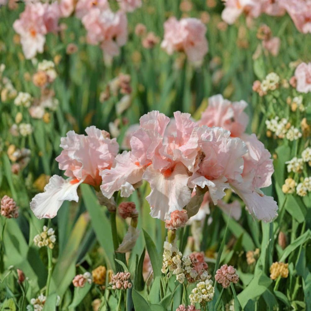 Lenora Pearl Bearded Iris – 3 Live Rhizomes | Reblooming Pink Perennial Iris