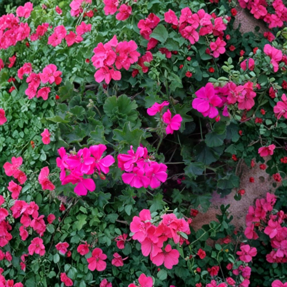 Bright Pink Ivy Geranium Cuttings – Pelargonium peltatum | 3 Live 6 Inch Trailing Plants