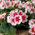Calliope Medium White Splash Geranium Live Plant Plug | 2 Inch Pot | Pelargonium Annual Flower