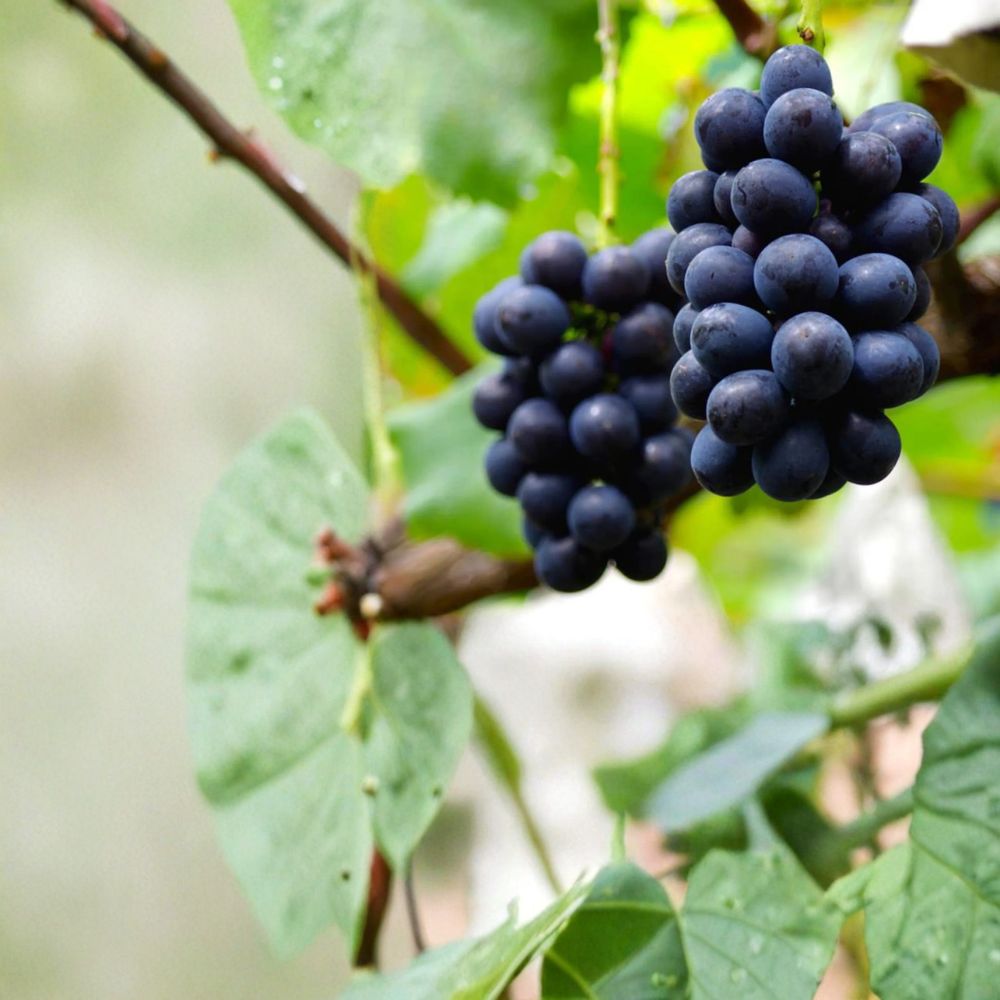 5 Nagano Purple Seedless Grape Cuttings – Vitis vinifera Live Propagation Cuttings | Premium Japanese Table Grape