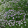 Wild Geranium Bare Roots – Geranium maculatum | 5 Native Woodland Plants | Hardy Perennial Wildflower