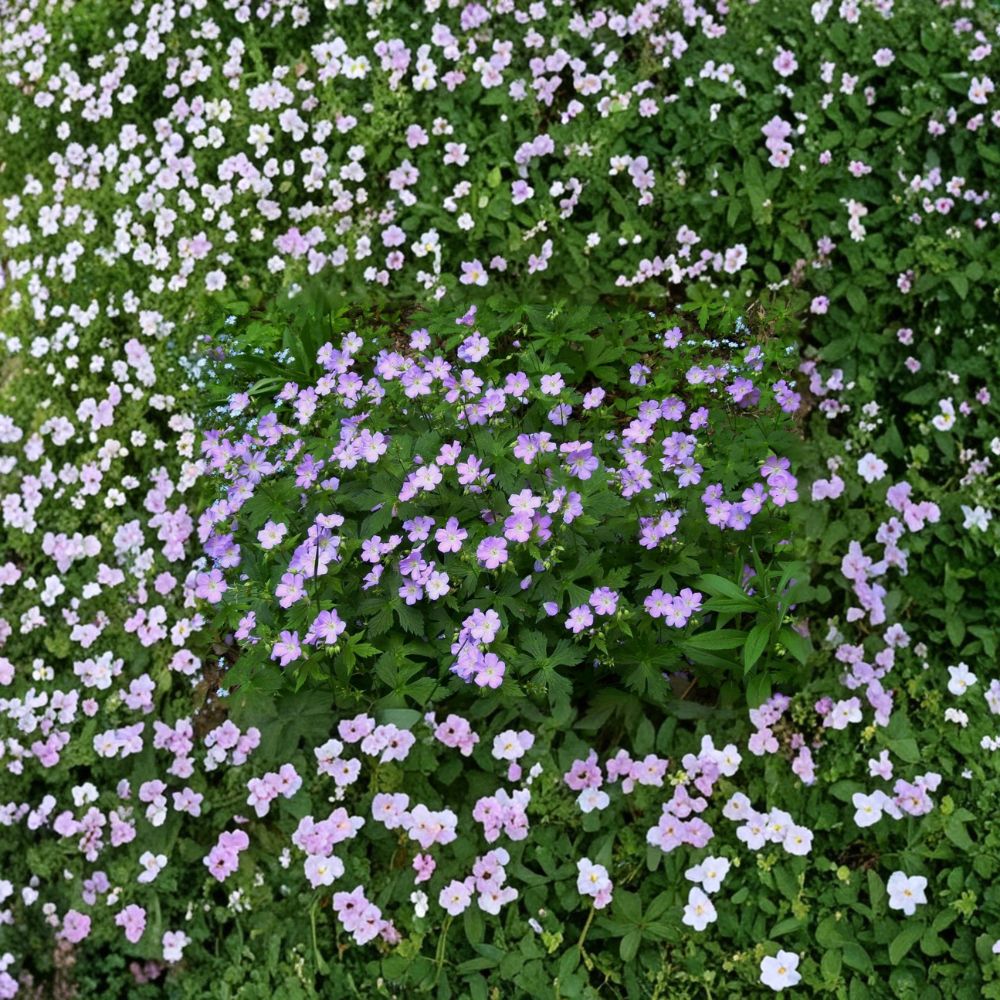 Wild Geranium Bare Roots – Geranium maculatum | 5 Native Woodland Plants | Hardy Perennial Wildflower