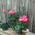 Coral Pink Geranium Cuttings – Pelargonium Zonal | 4 Live 6 Inch Cuttings | Neon Orange Pink Blooms