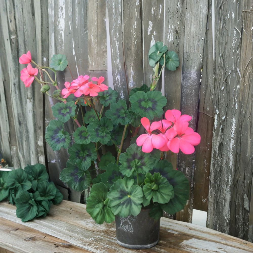 Coral Pink Geranium Cuttings – Pelargonium Zonal | 4 Live 6 Inch Cuttings | Neon Orange Pink Blooms