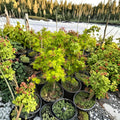 Acer palmatum ‘Summer Gold’ – Heat Tolerant Golden Yellow Japanese Maple, 20–35 Inches Tall, #3 Container
