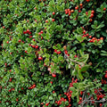 Kinnikinnick Bearberry – Arctostaphylos uva-ursi Evergreen Groundcover with Red Berries in #1 Container