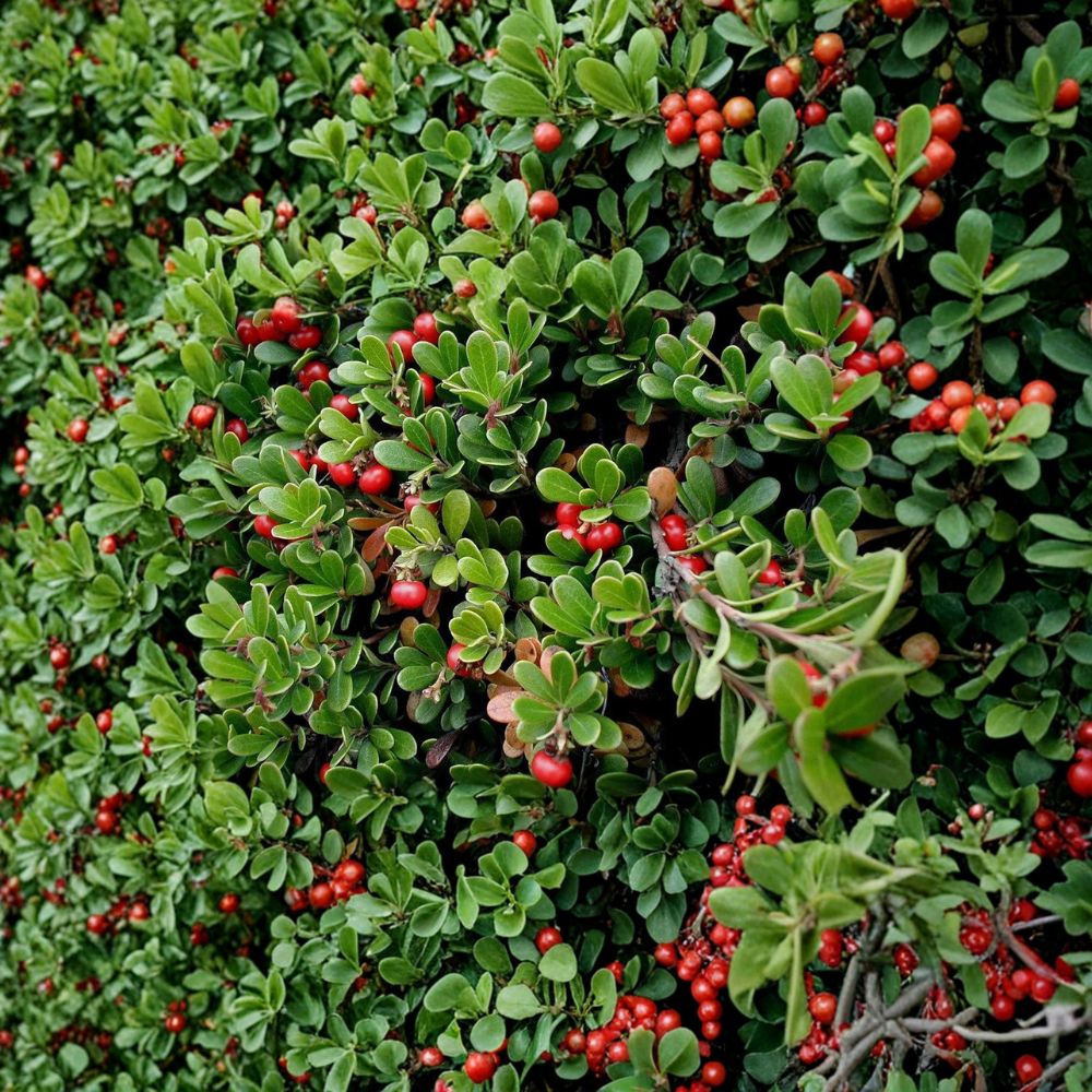 Kinnikinnick Bearberry – Arctostaphylos uva-ursi Evergreen Groundcover with Red Berries in #1 Container