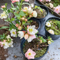 Toyo Nishiki Flowering Quince - Chaenomeles japonica Live Shrub in 2 Gallon Pot