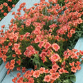 Strawberry Candy Daylily – 3 Live Bare Root Plants | Award Winning Pink Hemerocallis Perennial
