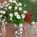 White Pink Geranium Cuttings – Pelargonium Zonal | 3 Live 6 Inch Cuttings | Double Bloom Flowers