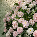 Rhododendron ‘Janet Blair’ Evergreen Shrub | Fragrant Pink Blooms with Golden Blotch | Field Grown 15–18 Inches Wide
