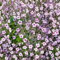 White Madeira Geranium Seeds – Geranium maderense | 10 Giant Cranesbill Seeds | White Flowers with Pink Eyes