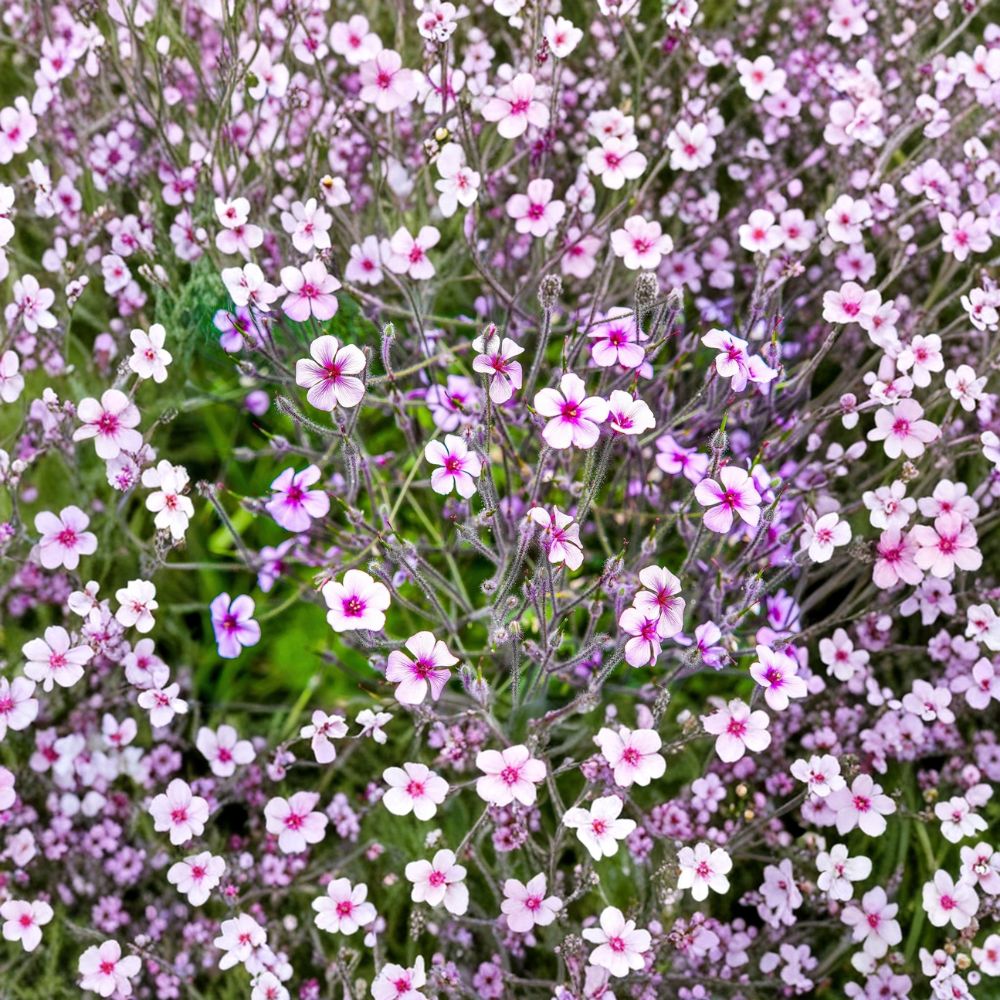 White Madeira Geranium Seeds – Geranium maderense | 10 Giant Cranesbill Seeds | White Flowers with Pink Eyes
