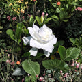 Heirloom Gardenia Plants – Gardenia jasminoides Live Shrubs | 3 Starter Plants 6" Tall | Fragrant White Cape Jasmine | Bare Root