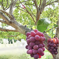 Japanese Benifuji Grape Vine – Vitis vinifera Live Bare Root | Sweet Aromatic Table Grape