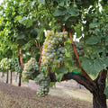Sauvignon Blanc Grape Plant – Vitis vinifera Live Vine in Nursery Pot for White Wine