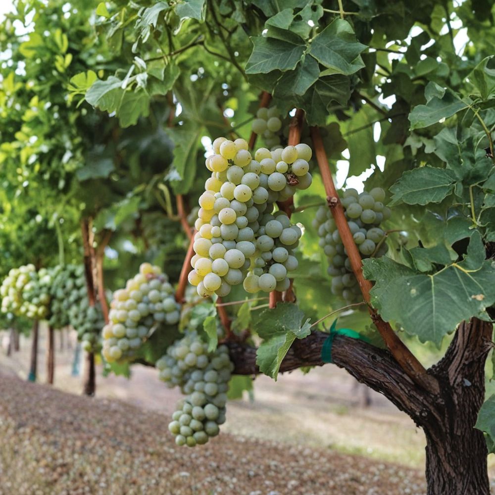 Sauvignon Blanc Grape Plant – Vitis vinifera Live Vine in Nursery Pot for White Wine