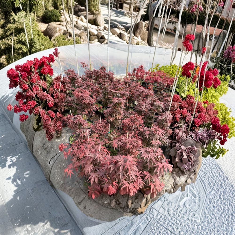 Acer palmatum ‘Hefner’s Red’ – Deep Maroon Japanese Maple Live Tree, 30–40 Inches Tall, Heat Tolerant Upright Maple, #3 Container