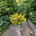 Sunshine Mugo Pine – Variegated Evergreen Conifer | 10 Inch Tall | 1 Gallon Pot | Pinus mugo 'Sunshine'