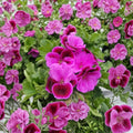 Martha Washington Geranium Cuttings - 6 Organic Rose Pink Pelargonium Cuttings | Easy to Root Regal Geranium