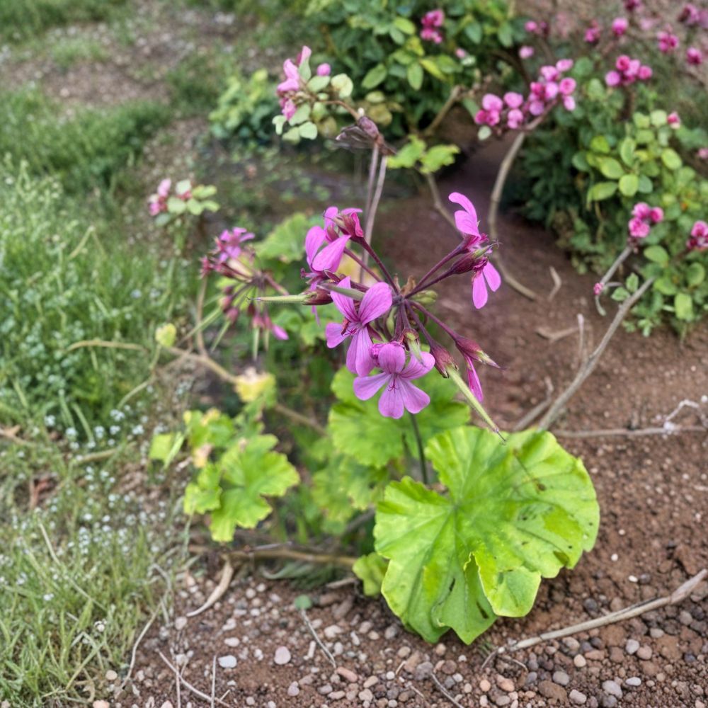 Pelargonium radens Seeds – Trailing Scented Geranium | 5 Seeds | Fragrant Ground Cover & Container Plant