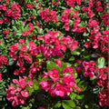 Escallonia Redclaws Live Evergreen Shrub with Reddish Pink Flowers | Hardy Landscape Plant