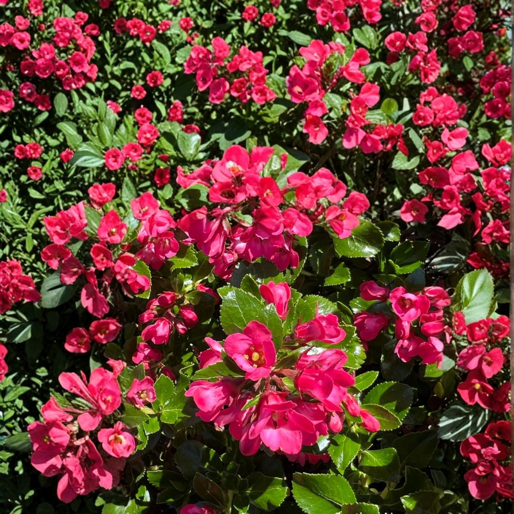 Escallonia Redclaws Live Evergreen Shrub with Reddish Pink Flowers | Hardy Landscape Plant
