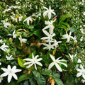 South African Jasmine Plant – Jasminum angulare Live 5 Gallon Climbing Vine