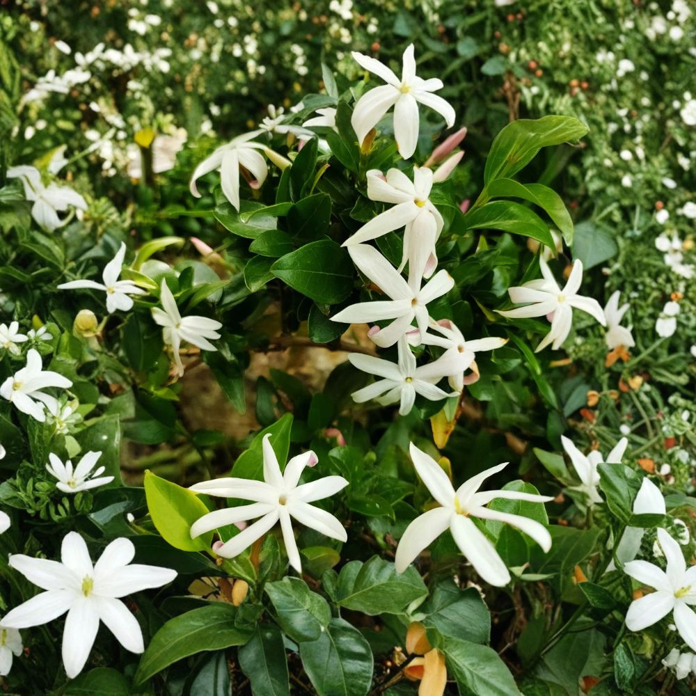 South African Jasmine Plant – Jasminum angulare Live 5 Gallon Climbing Vine