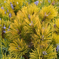 Carsten’s Wintergold Mugo Pine - Dwarf Golden Evergreen Conifer in 1 Gallon Pot