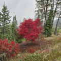 Acer palmatum ‘Emperor 1’ – Upright Red Emperor Japanese Maple Tree in #3 Container