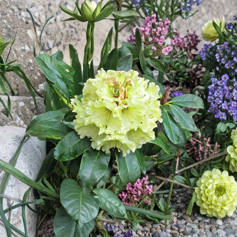 Rhododendron ‘Windsong’ Evergreen Shrub | Yellow & Red Blooms | Hardy #2 Container Plant
