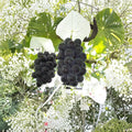 Japanese Fujiminori Giant Table Grape Plant – Vitis vinifera Live Vine in Nursery Pot