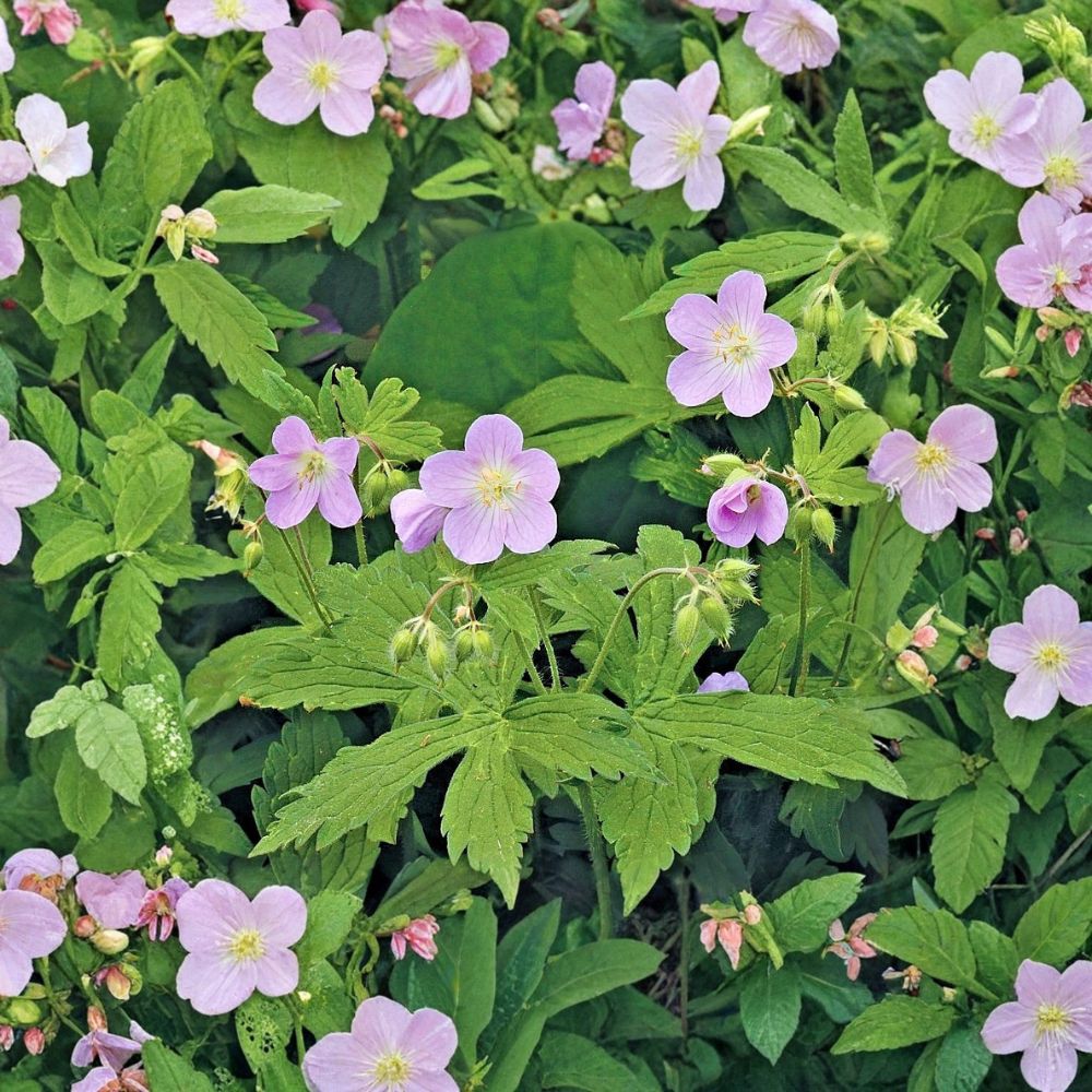 Wild Geranium Bare Roots – Geranium maculatum | 5 Hardy Native Perennials for Shade Gardens
