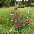 Vera American Holly - Live Female Evergreen Holly with Red Berries | Quart Pot Ilex opaca